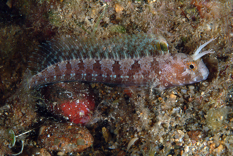 Blennidi